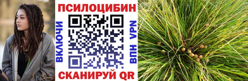 Купить  Малгобек  Галлюциногенные грибы Cubensis 